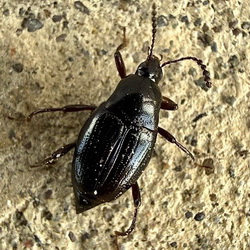 Scaphium immaculatum